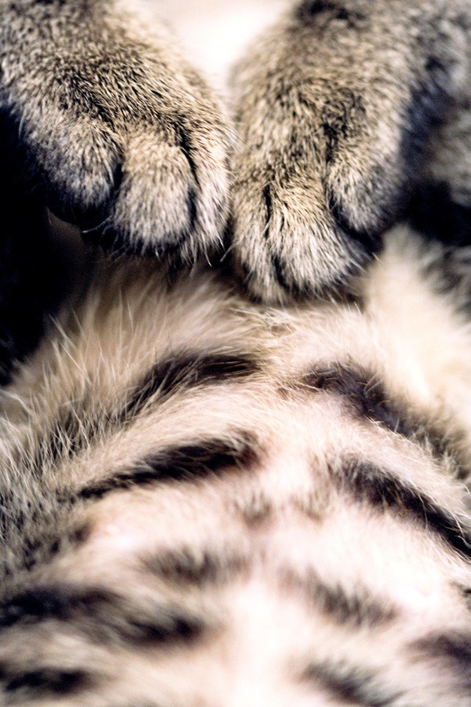 寝るの猫