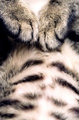 寝るの猫