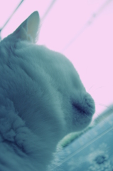 キレイ