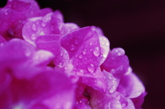 水も滴るいい紫陽花