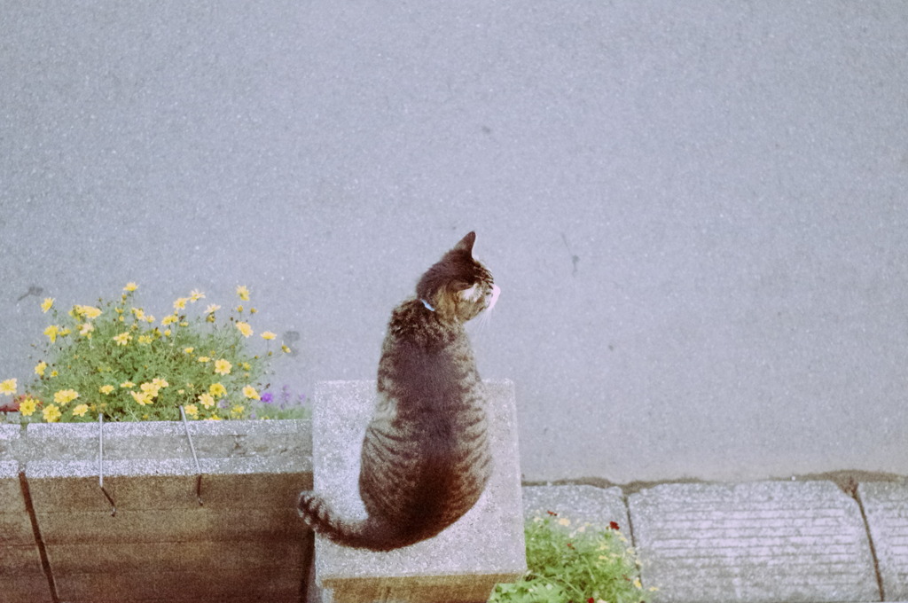 シーサーになる