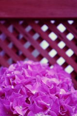 紫陽花