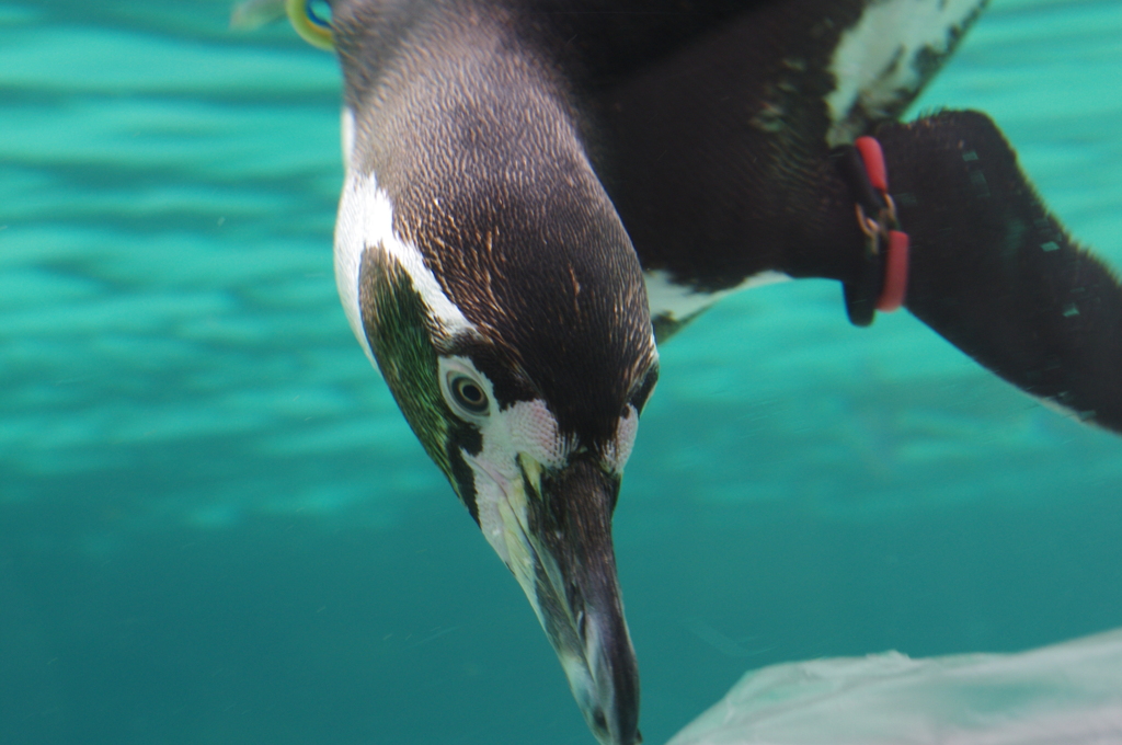 ペンギンが好き