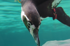 ペンギンが好き