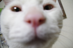 近寄る君が好き