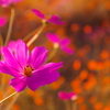 秋桜