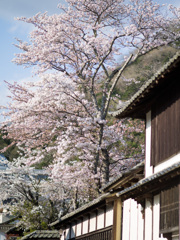 岡山　紺屋川美観地区の桜