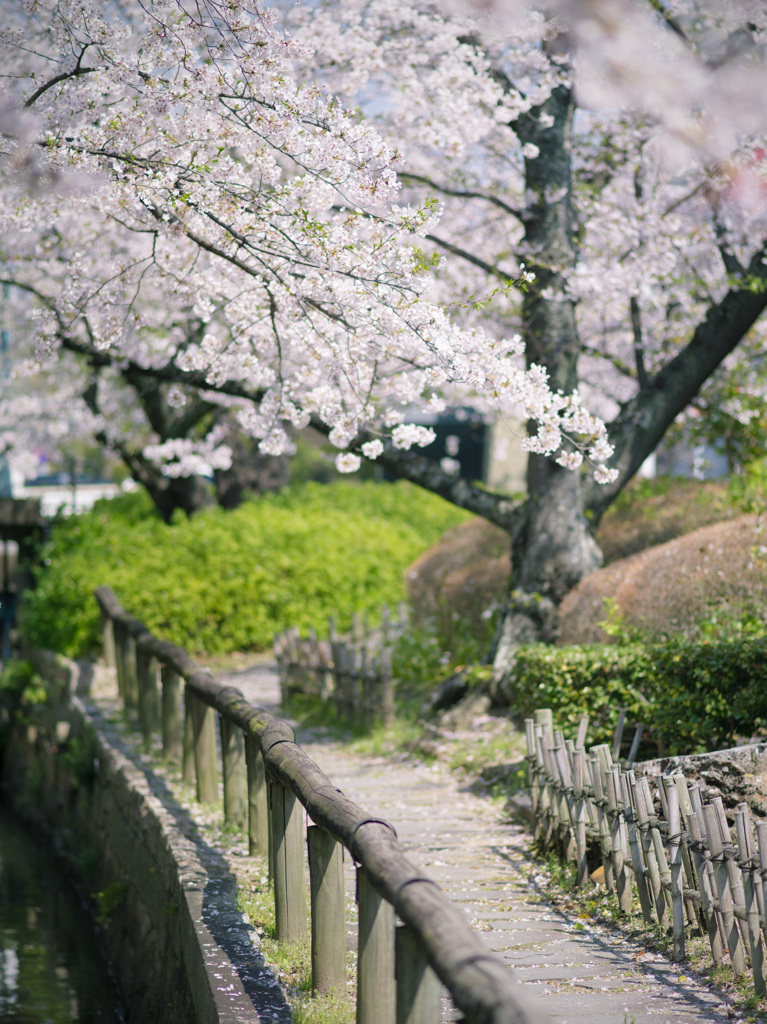 岡山　西川沿い２