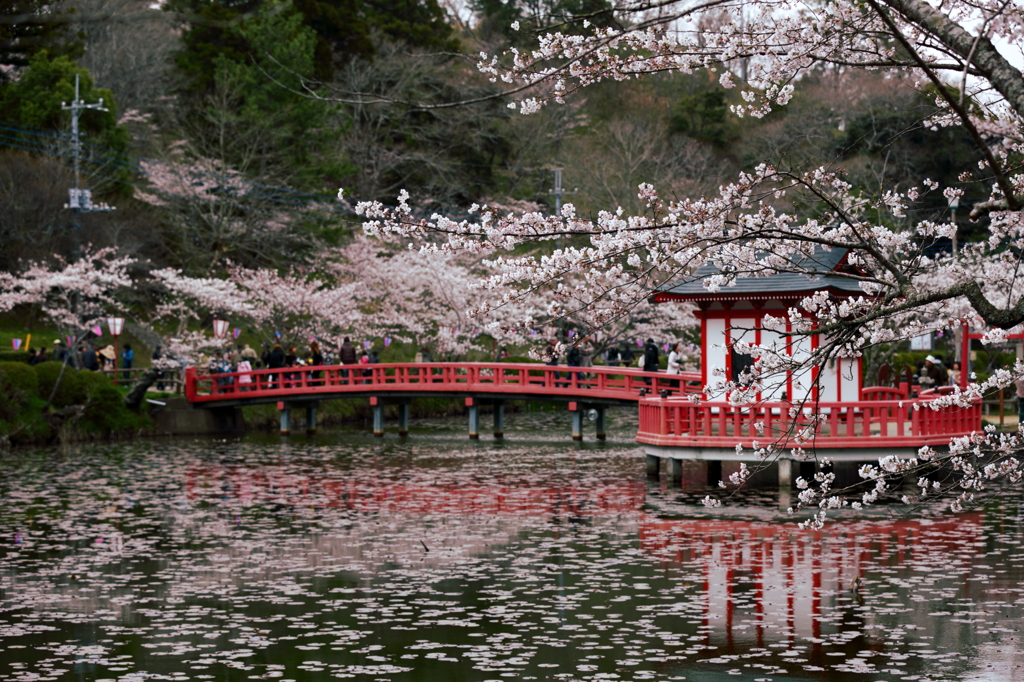 茂原公園 桜祭り By Rugal Id 写真共有サイト Photohito