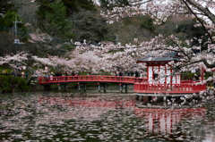 茂原公園　桜祭り
