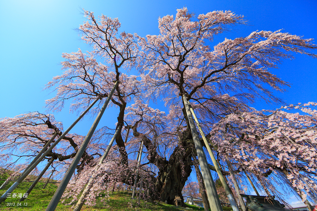 三春滝桜