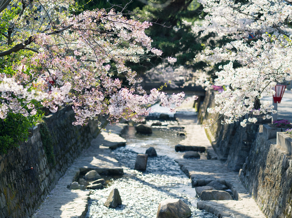 岡山　紺屋川美観地区の桜２