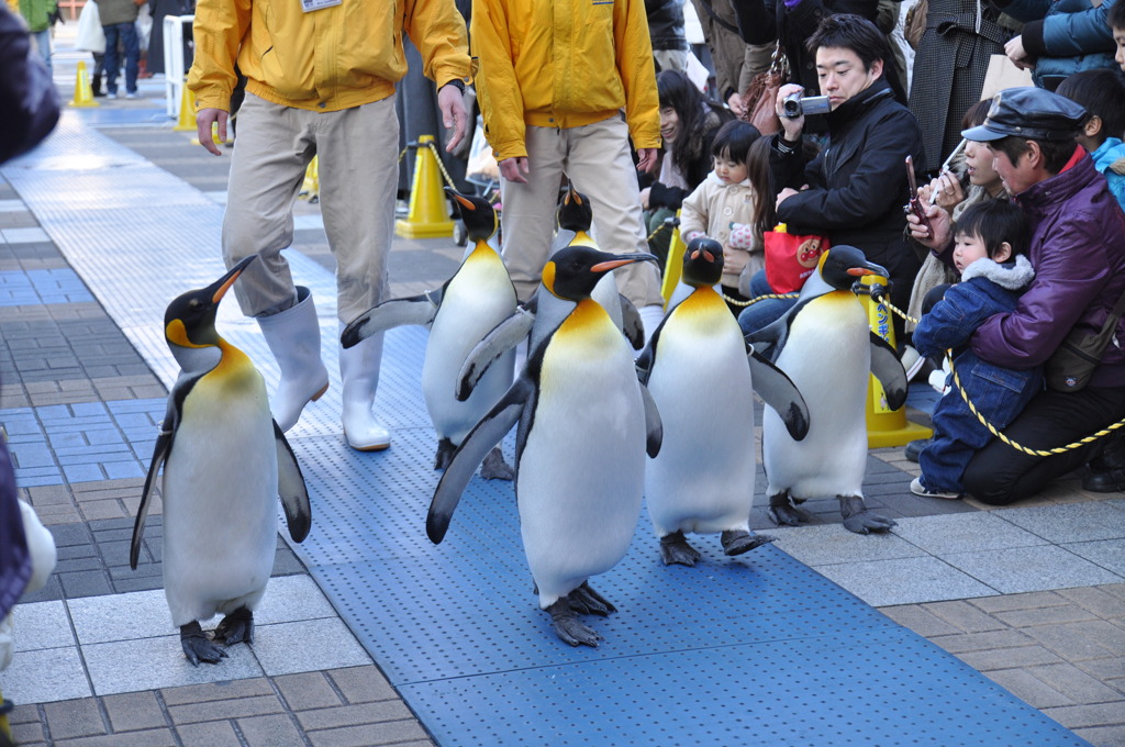 ペンギンパレード