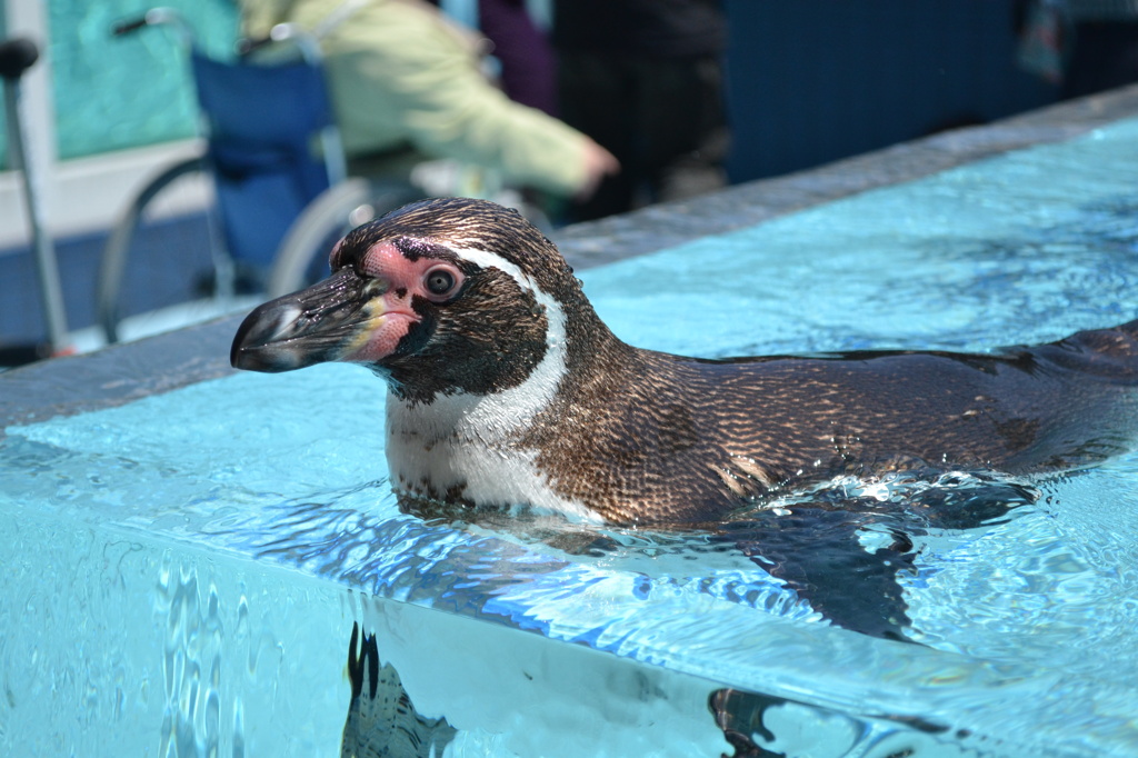スーパーペンギンペギントン。