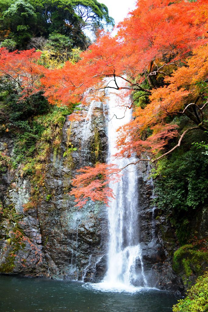 紅葉