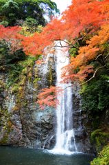 紅葉