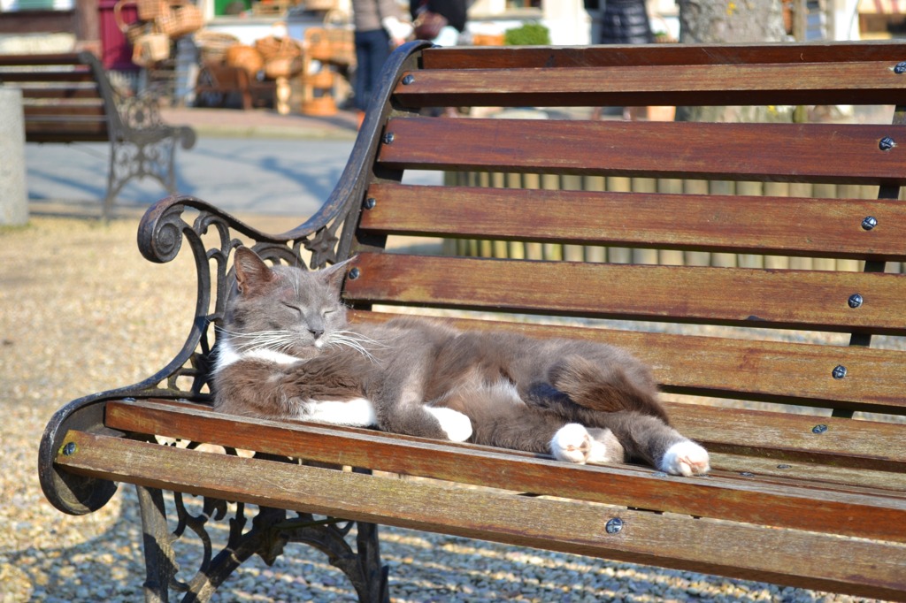 FranceCat