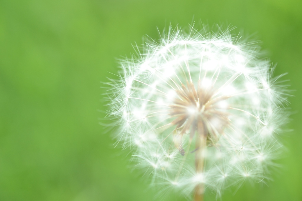 白い線香花火