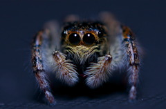 Jumping Spider