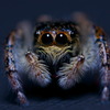 Jumping Spider