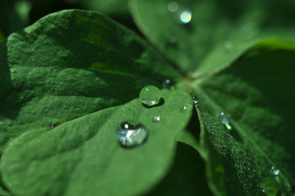 雨上がり。