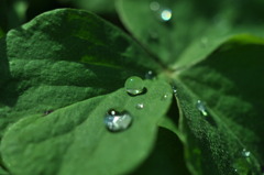 雨上がり。