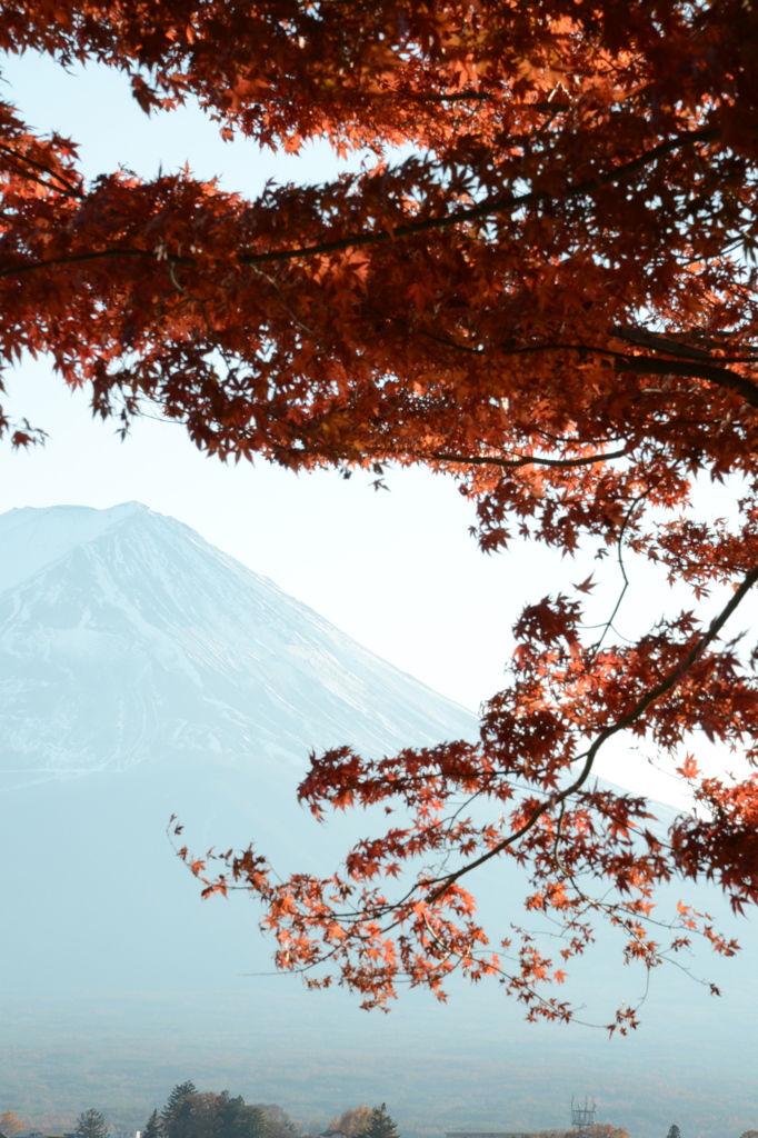 紅葉と富士山