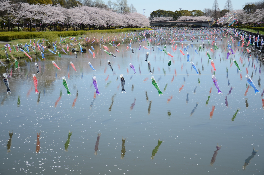 飛びこい