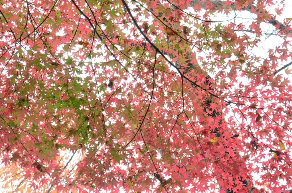 紅葉３