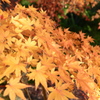 紅葉４
