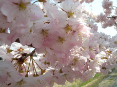 桜の花束