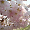桜の花束