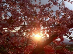 洞川の河津桜