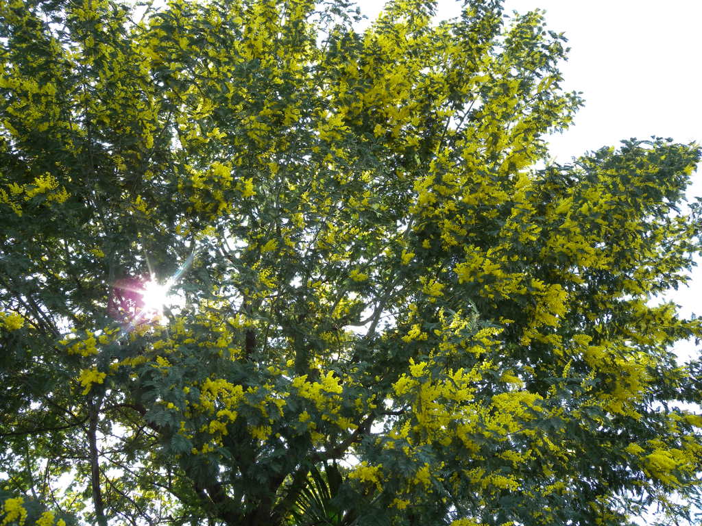 mimoza
