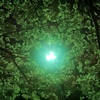月夜桜