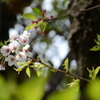 花の咲く時期