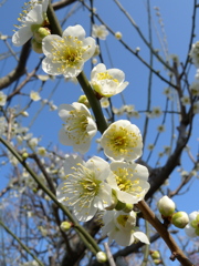 梅の花（薄緑）