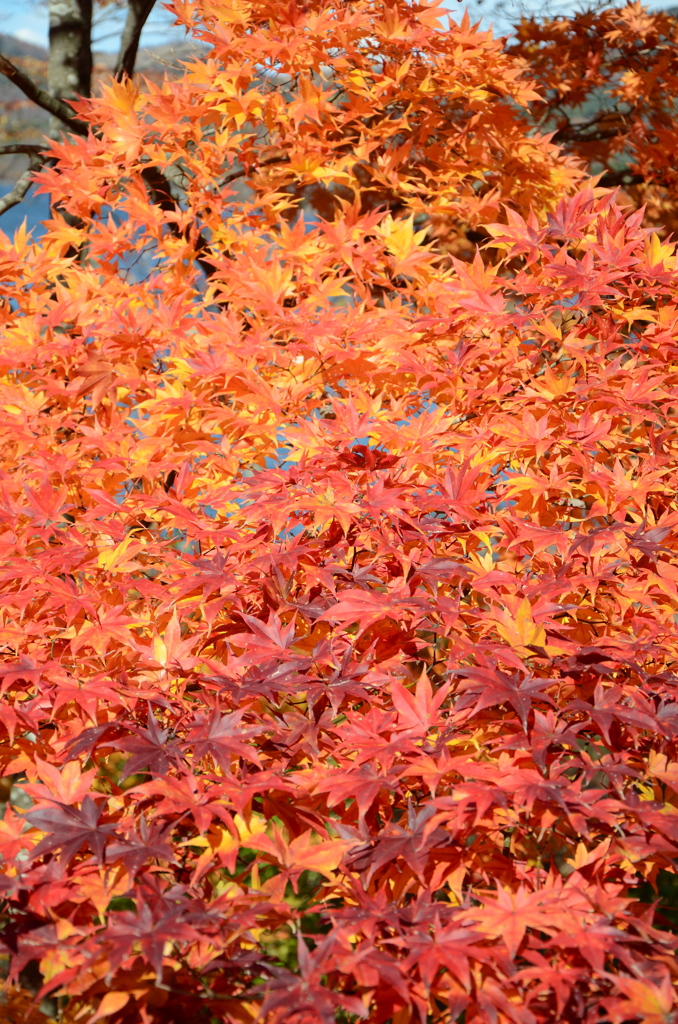紅葉２