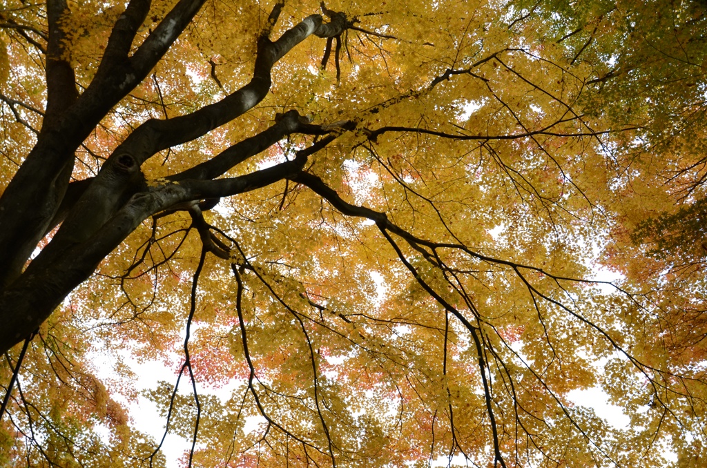見上げても紅葉
