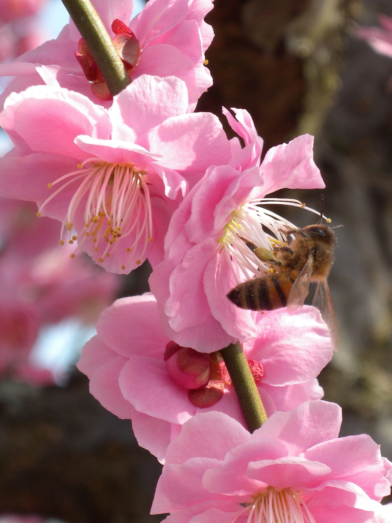 蜜蜂
