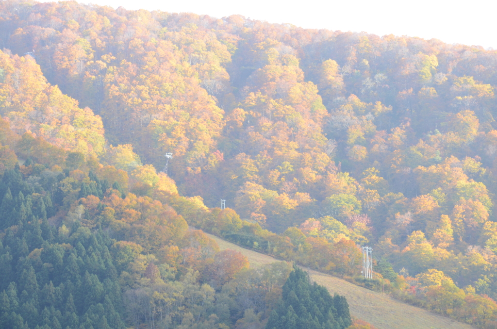 照場の紅葉