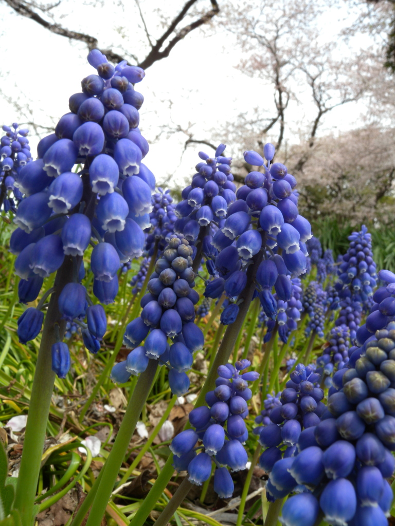 桜より高く