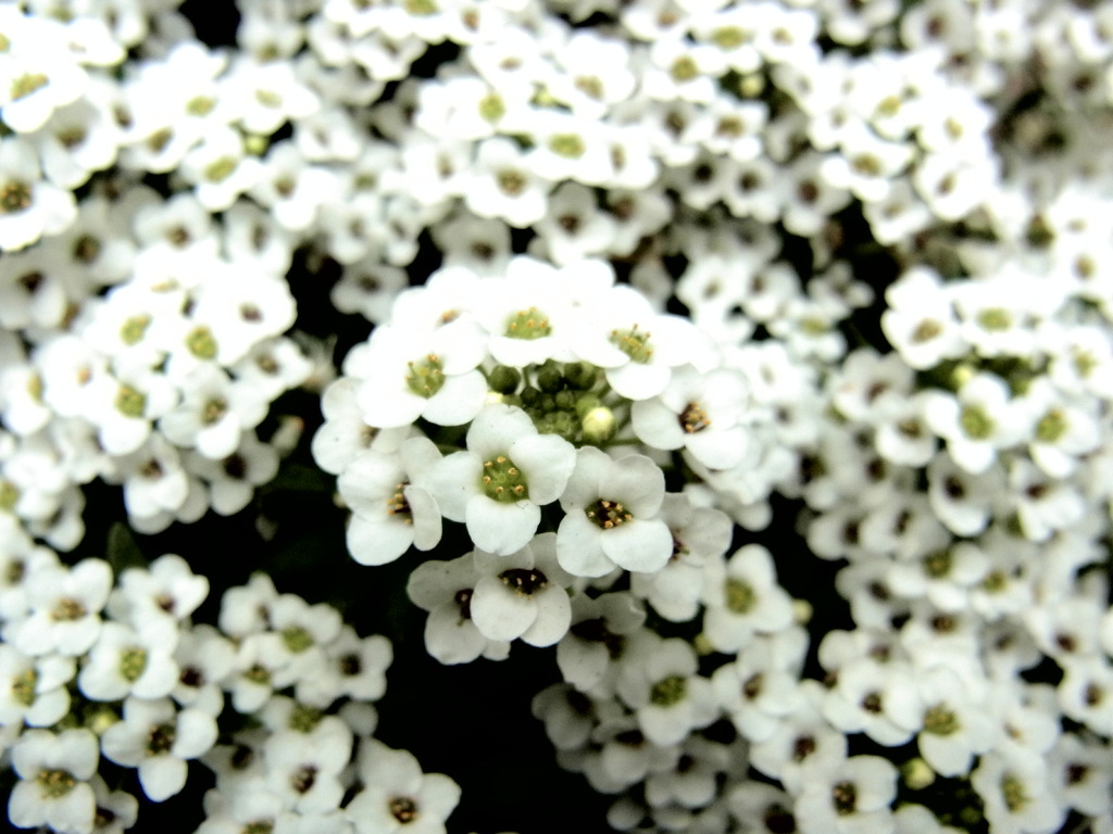 なはのつぶつぶつのはな