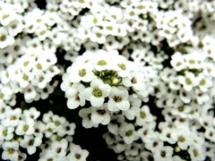 なはのつぶつぶつのはな