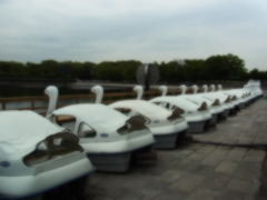 白鳥の湖