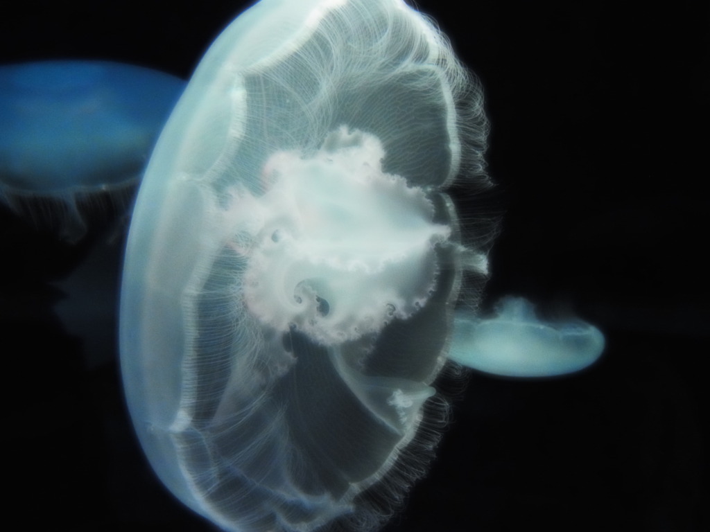 水毛