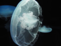 水毛