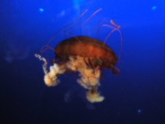 RIMG0697
