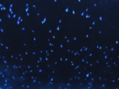 RIMG0696