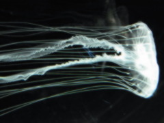 RIMG0654